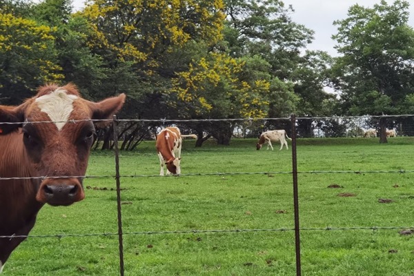 An Authentic Farm Experience at Random Harvest Farm